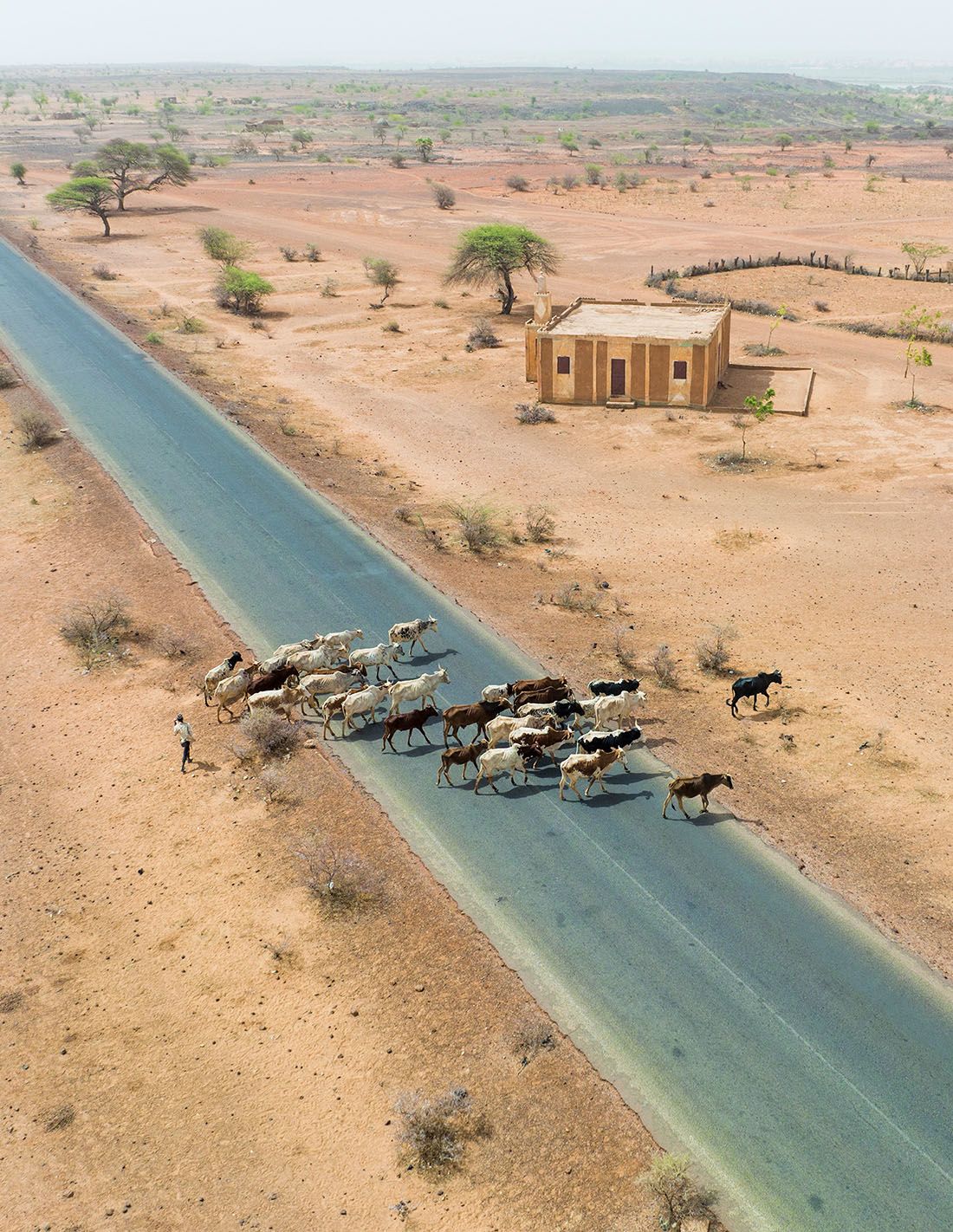 Aerial view of a desert area with a herd of cattle crossing a road